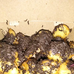 Pisang Kembung Coklat