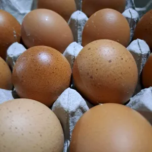 telur