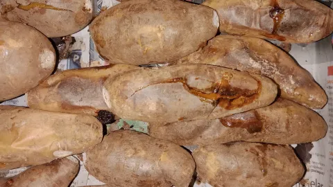 Ubi Bakar madu Cilembu Adian - Waluya